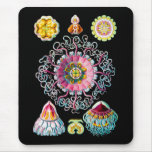 Crown or Helmet Jellyfish Mouse Pads