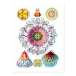 Crown or Helmet Jellyfish Post Card