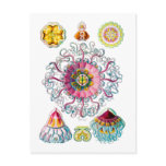 Crown or Helmet Jellyfish Post Card
