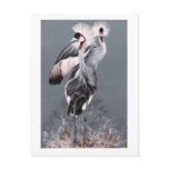 Crowned Cranes postcards