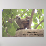 crowned lemurs posters