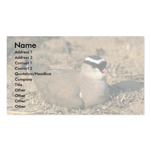 Crowned Plover Business Card Template