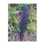 Crows Feather Postcard