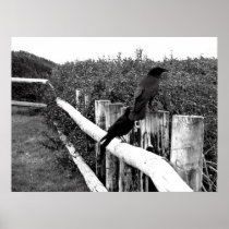 Crows Poster