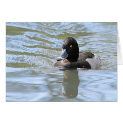 Cruising Tufted Duck Greeting Card by Welshpixels