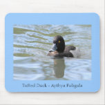 Cruising Tufted Duck mousepads