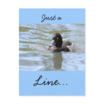 Cruising Tufted Duck postcards