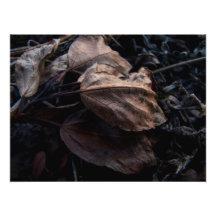 Crunchy Leaf Litter Photo