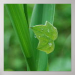 Crying Leaf Print