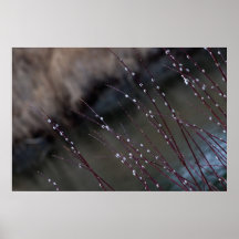 CSP Catkin Spring Posters
