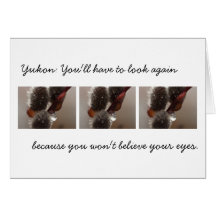 CTR Catkin Trio Greeting Card