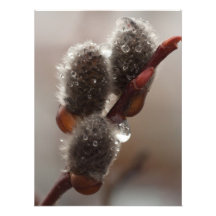 CTR Catkin Trio Photo Art