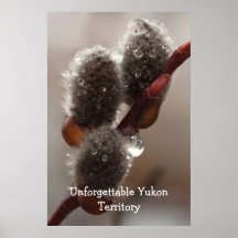 CTR Catkin Trio Print
