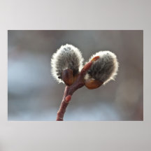 CTW Catkin Twins Poster