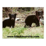 cubs, www.blackbearsite.com postcard