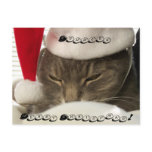 Cuddles, Merry Christmas! post cards