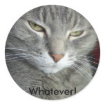 Cuddles Whatever! Cat sticker