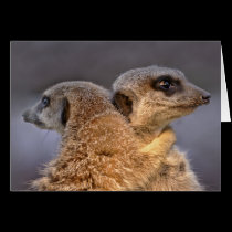 Cuddly Kats Card