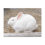 Cuddly White Bunny postcards