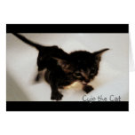 Cujo the Cat Gets a Bath Card