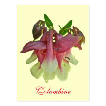 Cultivated Columbine Postcard