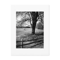 Culver Tree Postcard