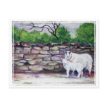 "Cumbrian Sheep" Postcard