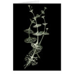 Cup Lichen Card