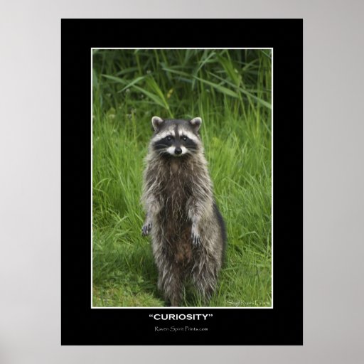 "CURIOSITY" Coon Photo Posters