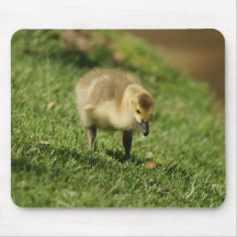 Curious Baby Goose and the Baby Mushroom Mousepad