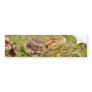 Curious Bearded Dragon 2 Bumper Stickers