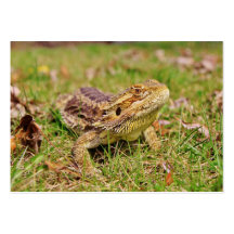 Curious Bearded Dragon 2 Business Card Template