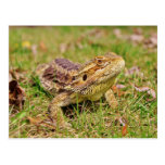Curious Bearded Dragon 2 Postcards