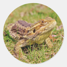 Curious Bearded Dragon 2 Sticker