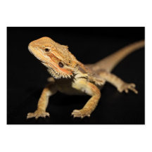 Curious Bearded Dragon 3 Business Card