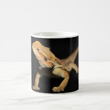 Curious Bearded Dragon 3 Mugs