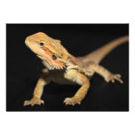 Curious Bearded Dragon 3 Personalized Announcement