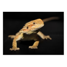 Curious Bearded Dragon Business Card