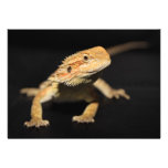 Curious Bearded Dragon Personalized Announcements