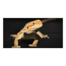 Curious Bearded Dragon Personalized Photo Card