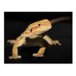 Curious Bearded Dragon Postcard