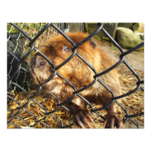 Curious Beaver Invitation