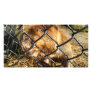 Curious Beaver Custom Photo Card