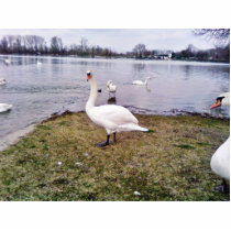 Curious Bird White Swan Photo Sculpture