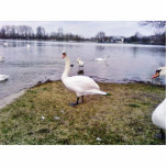 Curious Bird White Swan photo sculptures