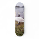 Curious Bird White Swan skateboards