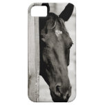 Curious Black Horse iPhone 5 Covers