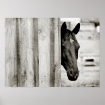 Curious Black Horse posters