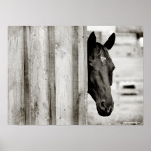 Curious Black Horse Print