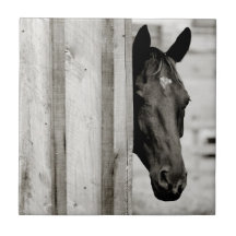 Curious Black Horse Tile